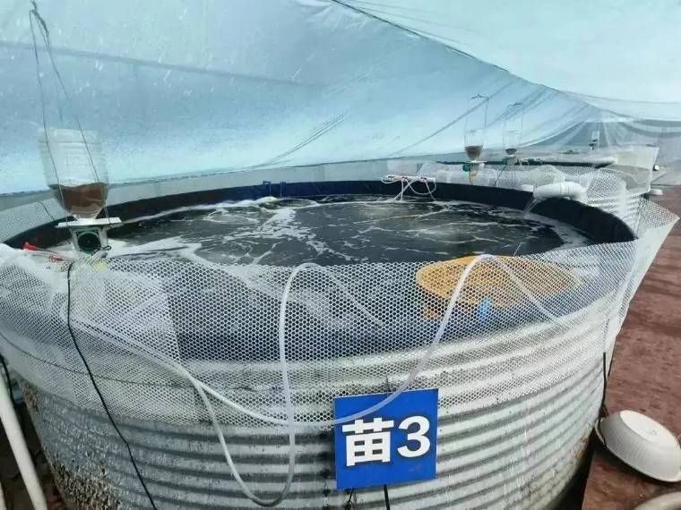 工厂化循环水系统 调制海水,这一内陆城市也养出大白虾!