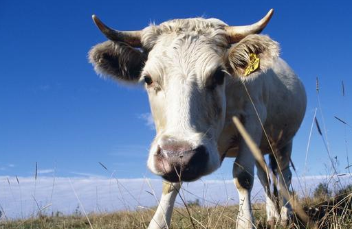 大金牛"接财神"赶紧的,接到一整年财运"插翅难飞"_工作_事业_小人