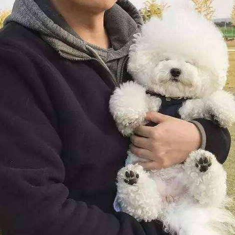 这5种人,真的不要养比熊犬!_狗狗_生活_美容