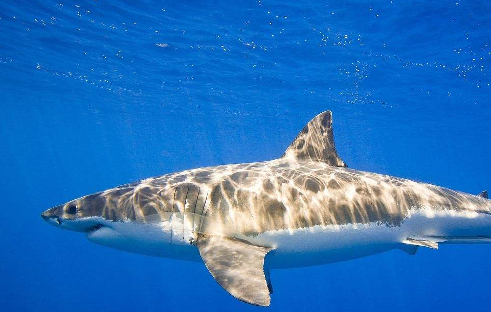 海洋馆里的鲨鱼为什么会和其他鱼类和平共处?_时候_因为_兴趣