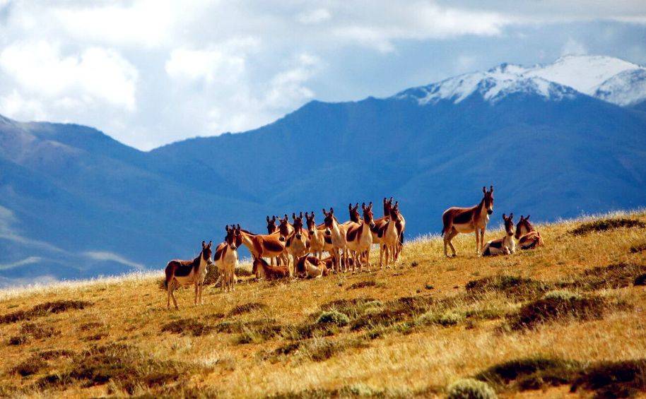 可可西里:藏羚羊的乐园与自然的秘境