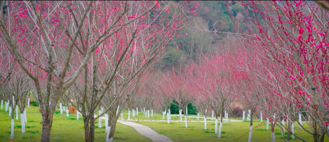 花山公园梅花谷图片