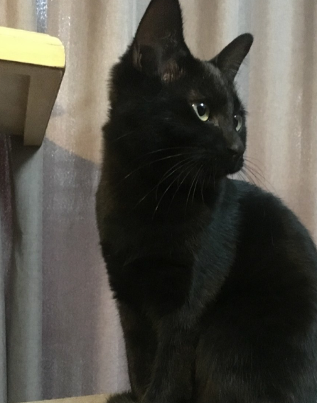 这几种本土纯种猫国外不承认,养的人却很多,优良品种不输外国猫_玄猫