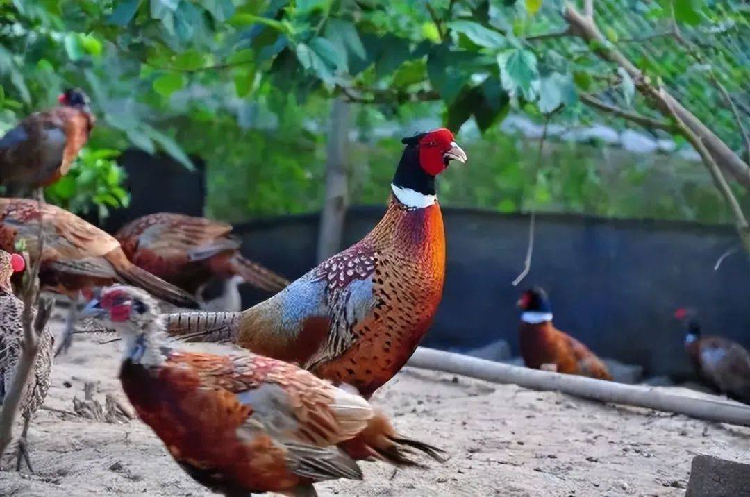 农村动物大迁徙:野鸡数量飙升,却导致其他动物稀少的原因揭秘!