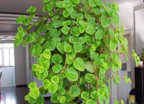 植物_养护_花卉
