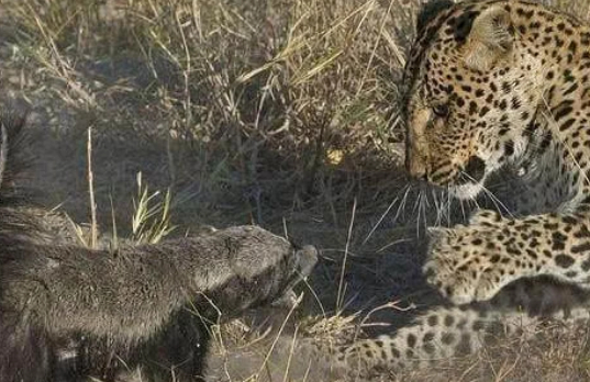 蜜獾出门被花豹挡路,不知好歹与花豹对峙,不料一招认怂!