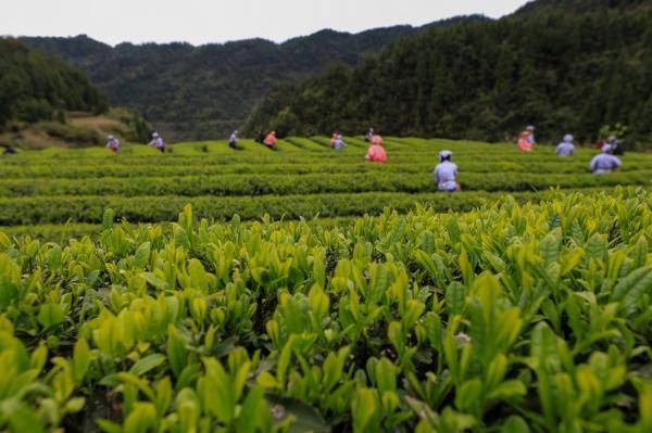 黔山贵水出好物 酸甜甘辣滋味足_抹茶_加工_贵州