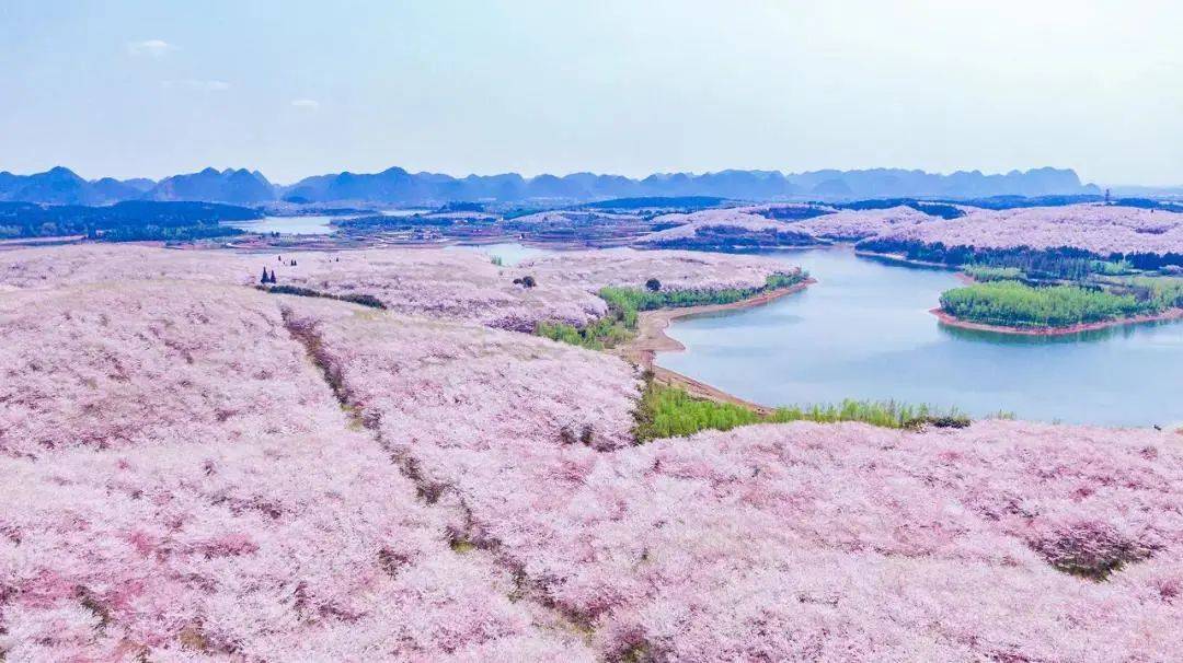 平坝樱花农场樟园宾馆图片