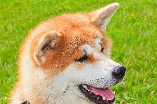 但是秋田犬就不同了,曾经作为一种猎犬出现在日本,这就证明了它们优秀