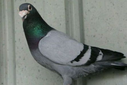 鸽子_刘涛_大赛