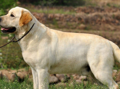 拉布拉多犬做出这5种举动,说不定是在"求救",宠主可别大意_狗狗_身体