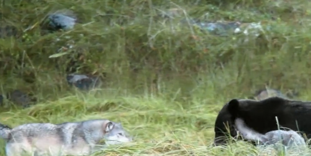 黑熊闯入狼窝,狼崽危在旦夕,狼群急速回援上演生死时速!