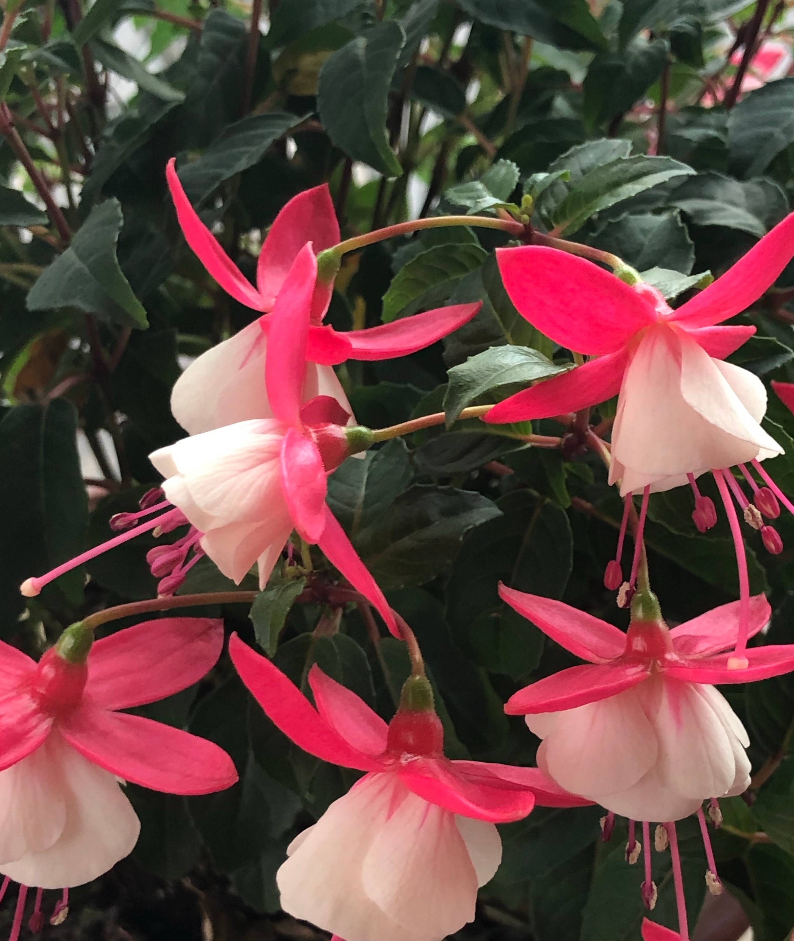 倒挂金钟,别名灯笼花,属多年生半灌木,直立生长,高50-200厘米(盆栽更