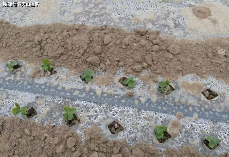 自治区棉花优质高产关键栽培技术_进行_作业条件_纤维长度