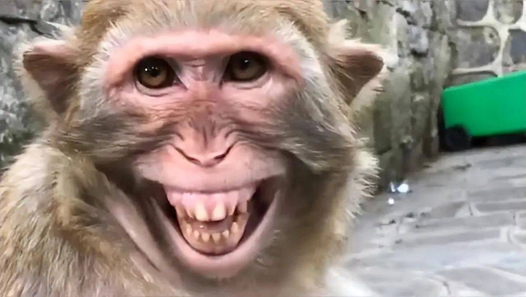 金丝猴表情包图片
