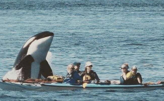 其实说仇敌也算不上,因为座头鲸并不会吃虎鲸,最多也就是殴打它一番