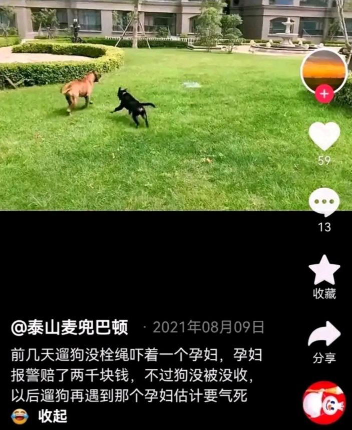 山东男子饲养3只禁养犬后续:真实身份曝光,主动投案