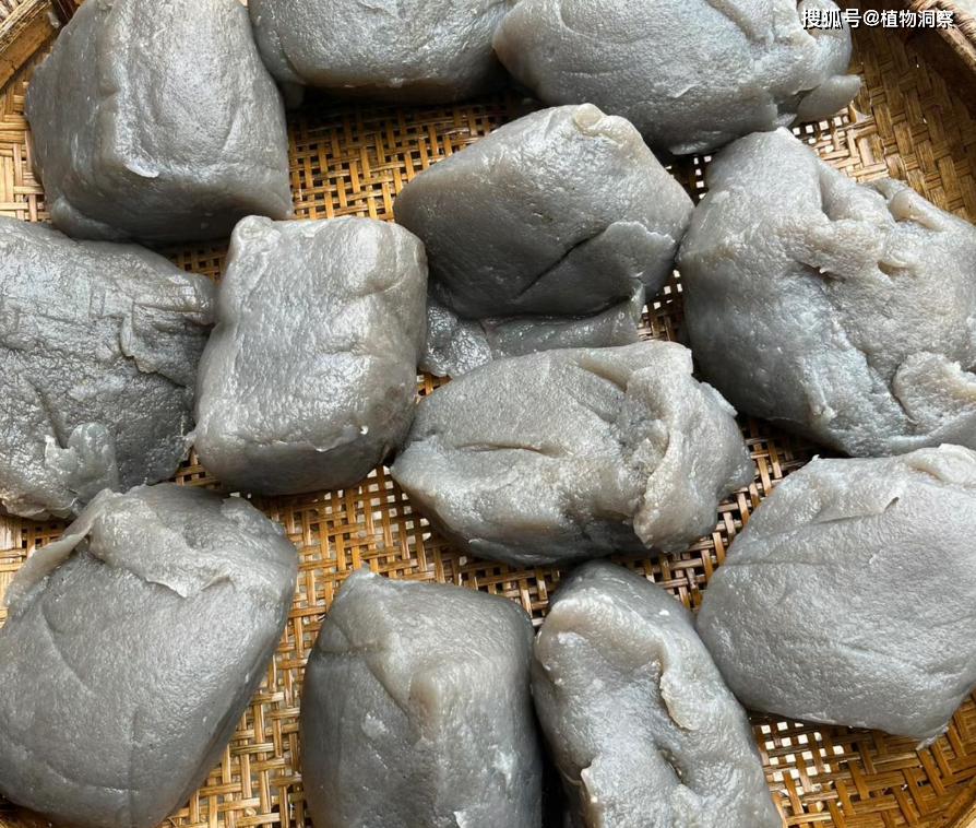蒟蒻,又称磨芋,魔芋,有3大作用,价值极高,农民朋友要了解!
