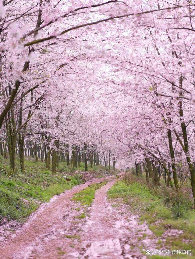 平坝樱花攻略