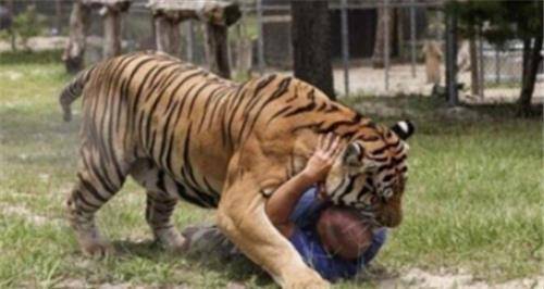 老虎伤了人,为什么不关起来?而要杀掉?专家的理由让人背后发凉_人类_