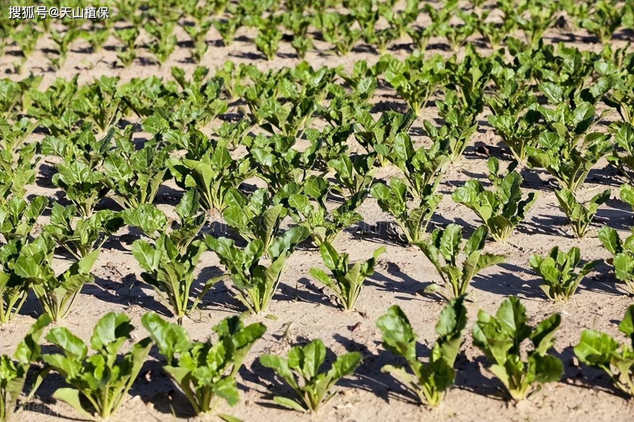 农作物缺氮的表现_植物_影响_叶片