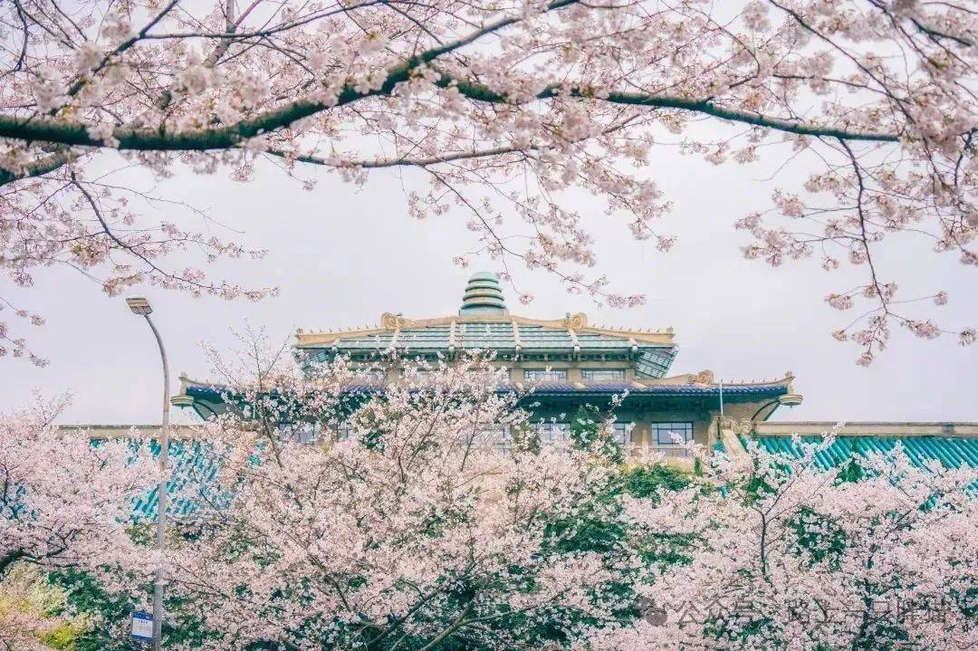 东湖磨山景区,占地260亩,种植了樱花树1万多株,园内种植的第一批樱花