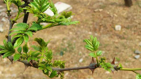 它是马粪堆上长出的树芽,曾被列为皇室贡品,如今超市里都买不到_花椒