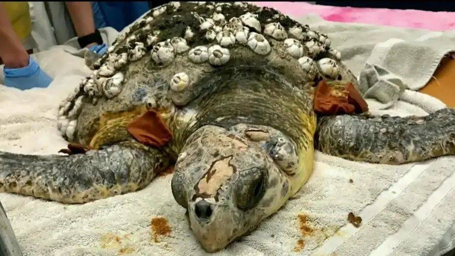 海龟悲求人类清除藤壶,藤壶恐怖程度超乎想象!_威胁_生物_珊瑚