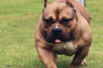 恶霸犬为什么深受人们喜爱?根本原因竟是因为这个_美国_性格_运动