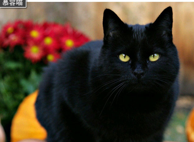 原创玄猫就是国华田园猫中的黑猫原来它们有这样的历史