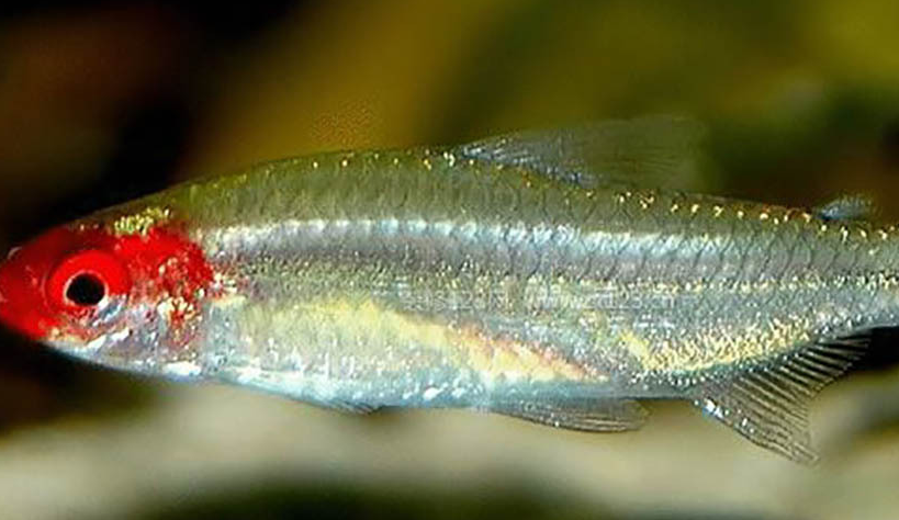 有飞凤灯,火兔灯,盲鱼,银钻灯,红尾灯,蓝刚果,金十字,咖啡燕子,玻璃