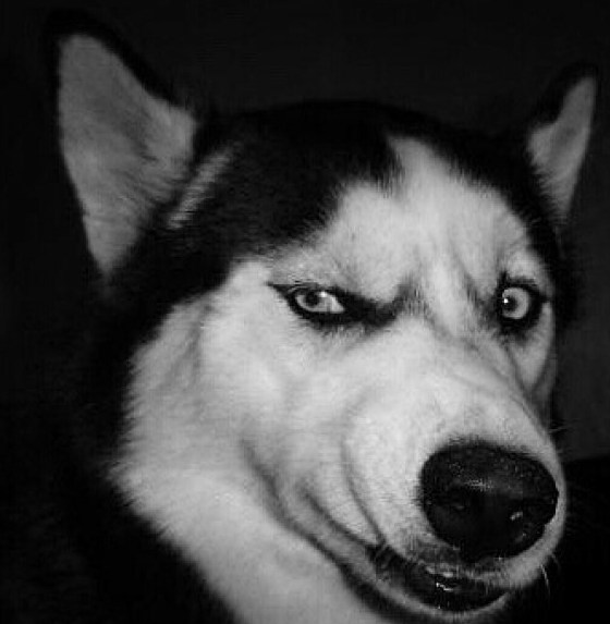 父亲_洛阳_张仪