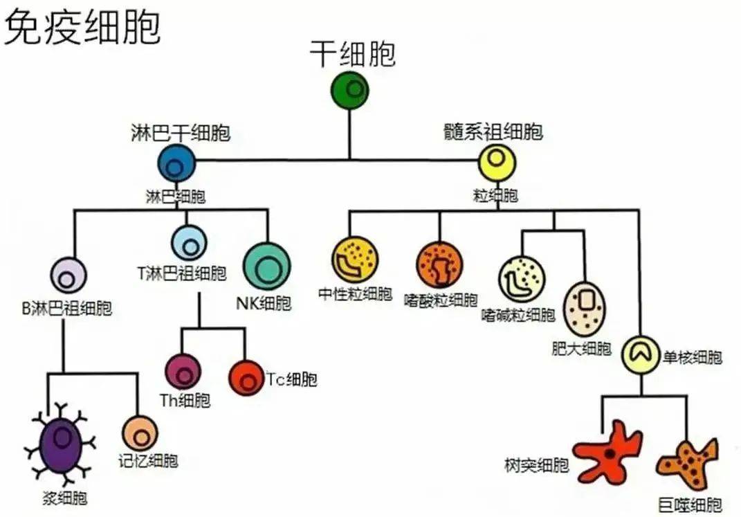 血细胞分类图图片