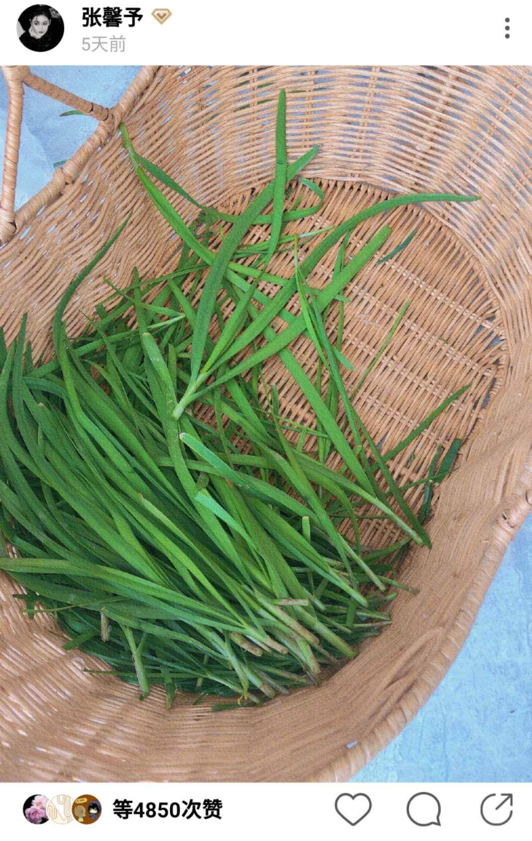 张馨予变勤劳小蜜蜂,清早洒农药裤腿一高一低露出纤细小腿,园子堪比