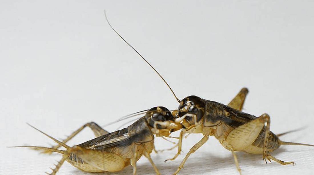 山东农田随处可见蟋蟀,但最贵一只卖出11万,到底什么样的值钱?