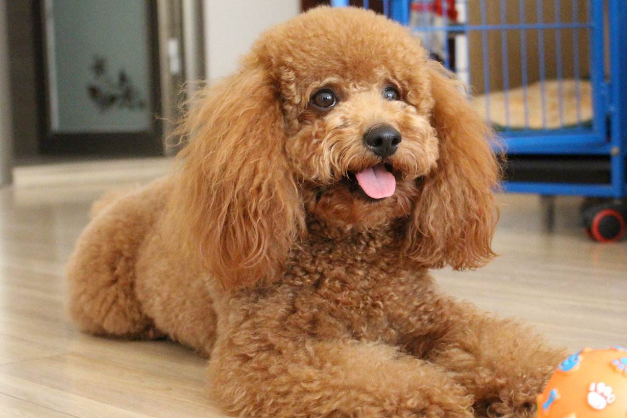 泰迪吃狗粮要注意这些,铲屎官不注意喂的话,会害了狗狗_时候_主人