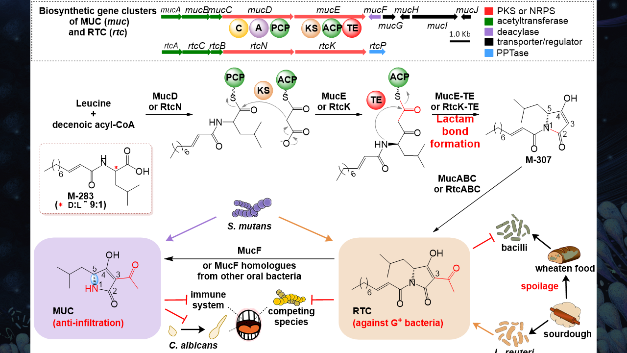这株生物合成基因簇,可以利用非常简单的氨基酸和脂肪酸类的小分子