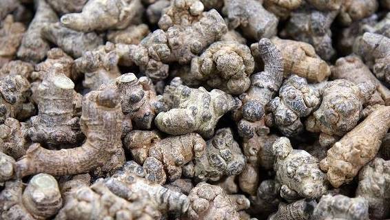 鸡骨草虽然名字听起来比较陌生,但是它确是非常常见的,我们在平时喝的