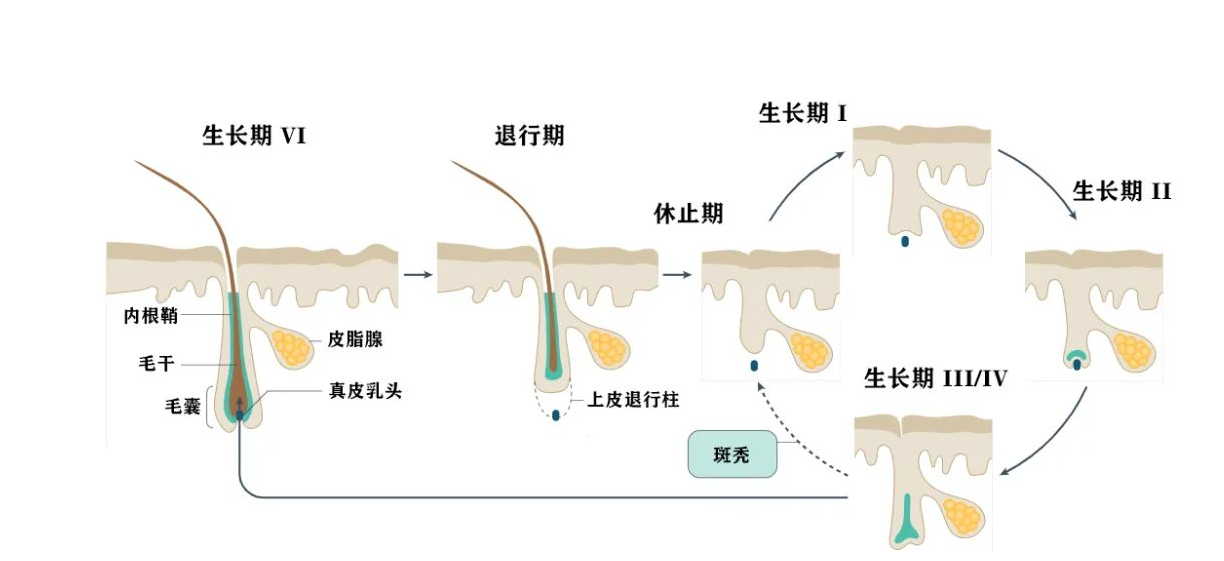 可以源源不断地把蛋白质合成毛发的主干