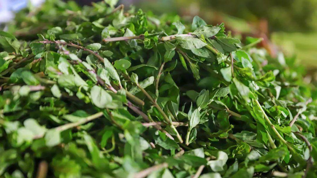 有一种叫云南的生活丨春日腾冲,食野篇_保山_野菜_香椿芽