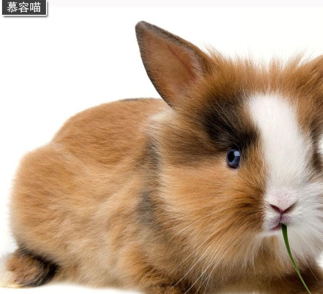 原创可爱兔星人兔子能够听懂人的语言和明白指令吗