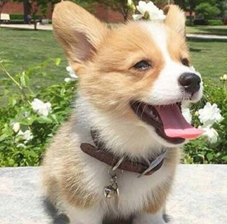 原创柯基犬多大可以繁殖柯基犬繁殖方法要点及注意事项