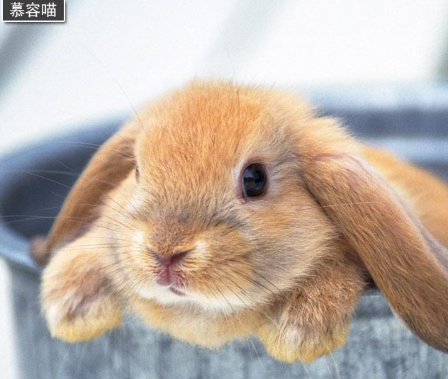 可爱兔星人兔子能够听懂人的语言和明白指令吗?_大部分_智商_记忆力