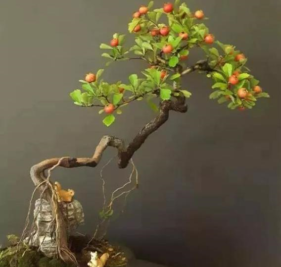 北方玩盆景,不要忽略这个山楂树,如此获取基本没难度,好看好养_进行