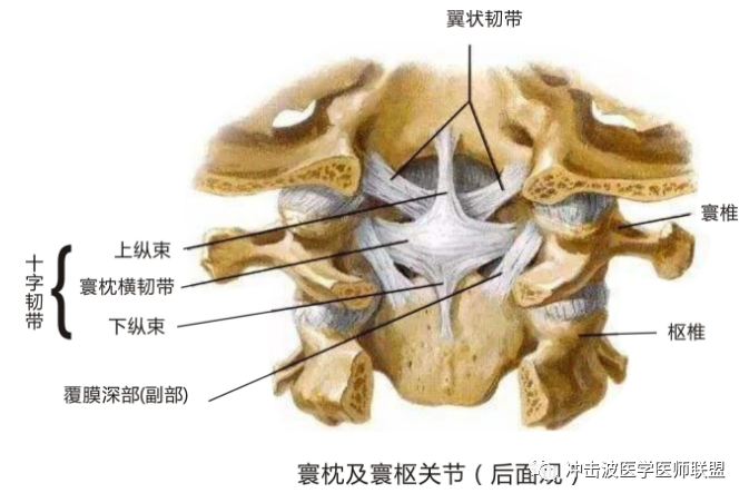 2,关节项韧带:项韧带起于所有颈椎的棘突,止于枕外隆突和枕外嵴,其浅