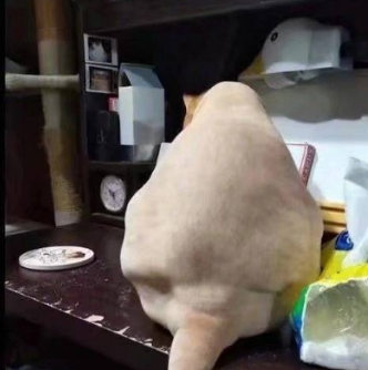 以为橘猫胖是毛太多,直到剃了毛才知真相,喵:六块腹肌没看到吗_猫咪
