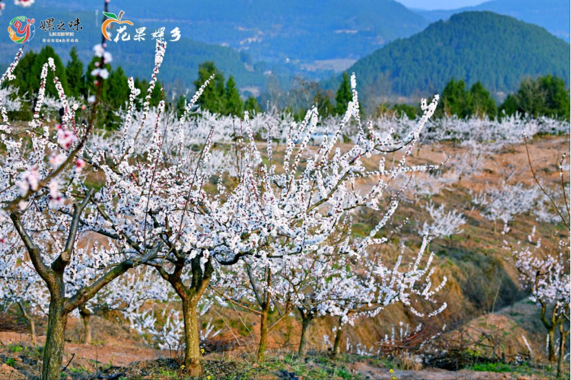 据活动主办方透露,盐亭花果嫘乡第六届桃花节开幕式 文艺演出于3月1日