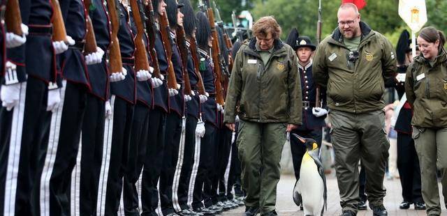 世界上最厉害的企鹅,有自己岛屿还被封为将军,士兵看见都得敬礼_挪威