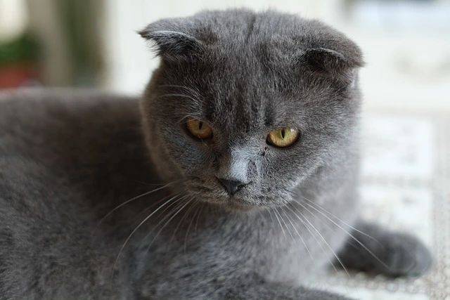 曾经很火的蓝猫,为什么现在弃养的那么多?_挑战_宠物_需求