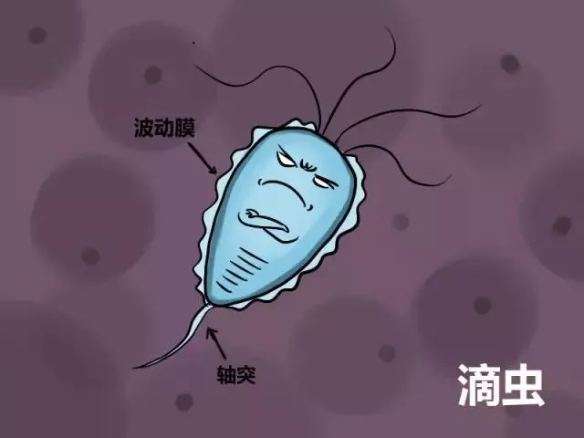 滴虫咬子宫图片图片